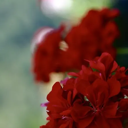 Casa Montse Apartament